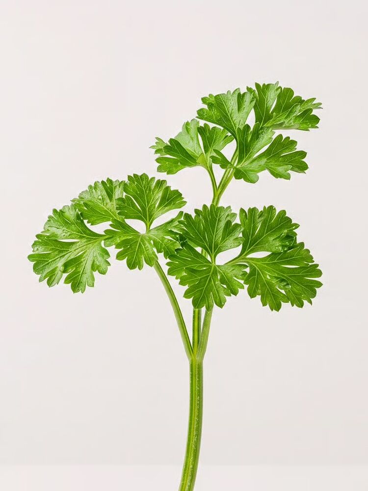 Parsley Leaf