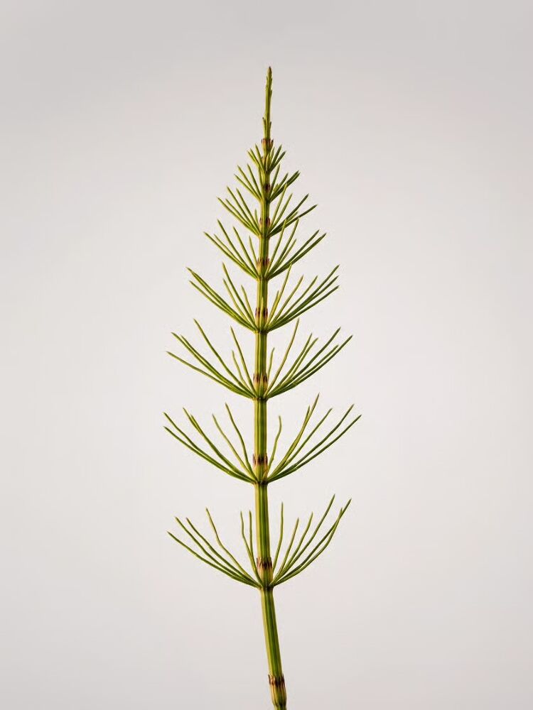 Horsetail