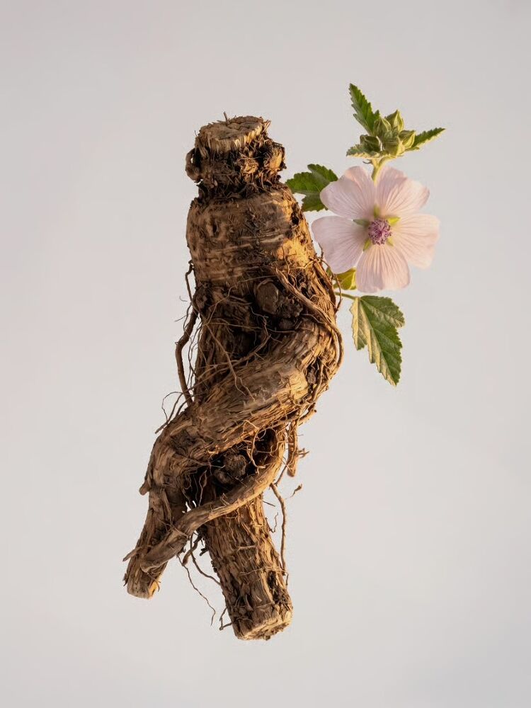Marshmallow Root